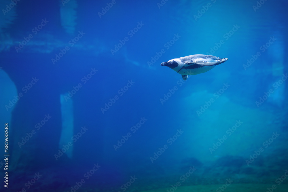 Penguin swimming underwater in a natural aquarium