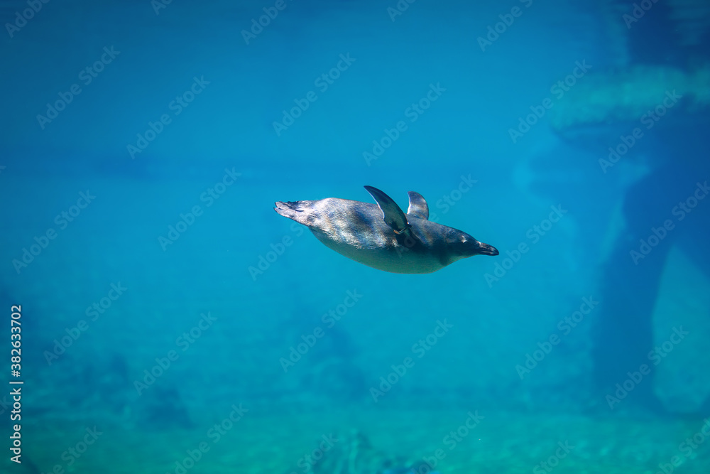 企鹅在天然水族馆的水下游泳