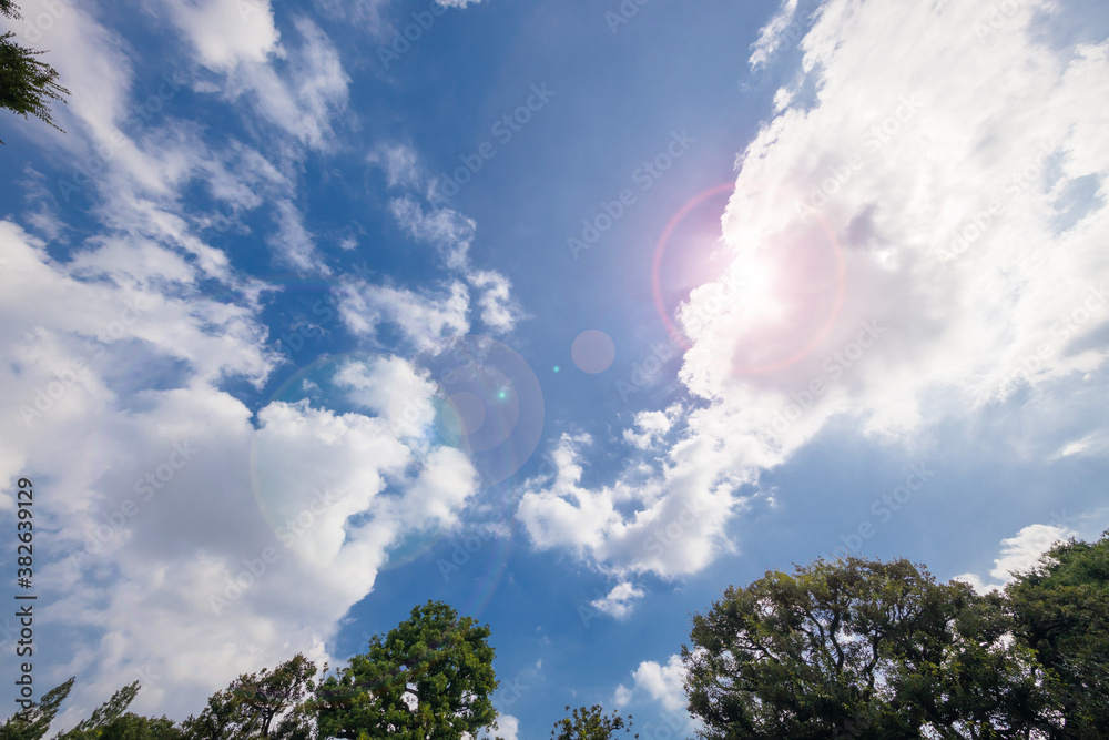 太陽のひかりを浴びた新緑と青空