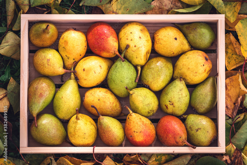 Pears fruit. Flat lay