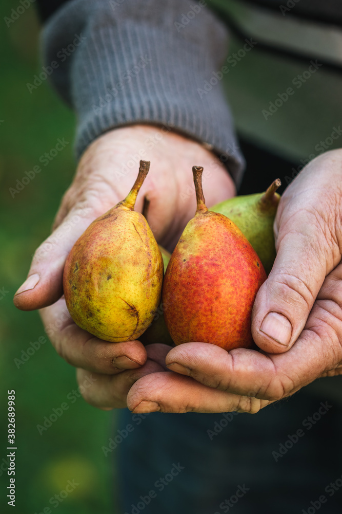 Pear fruits in farmers hand