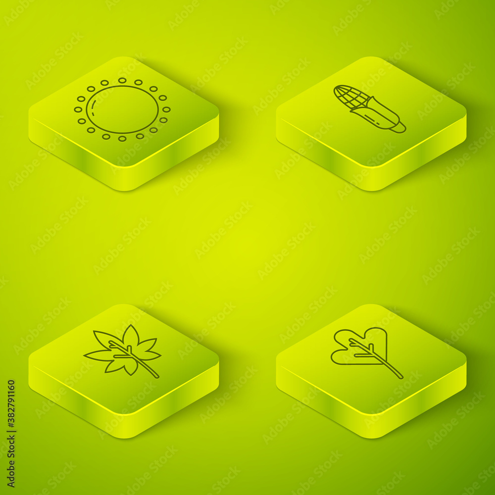 Set Isometric Corn, Leaf or leaves, Leaf or leaves and Sun icon. Vector.