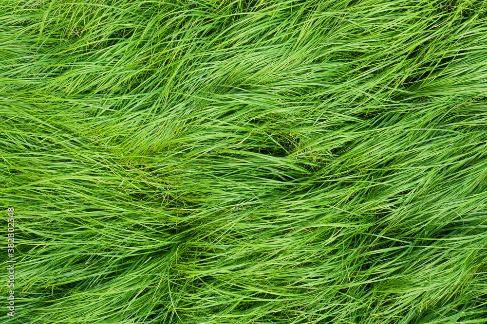 texture of wild grass on the meadow.