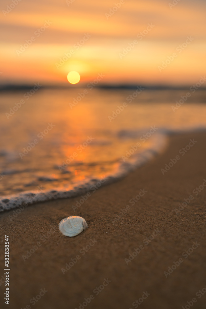 Sea shell at a beach at a beautiful sunrise