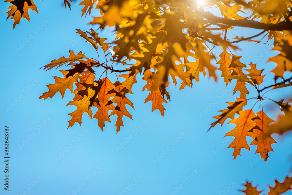 Red oak leaves on blue sky background
