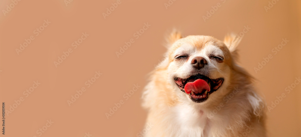 cute smile chihuahua brown color happiness friend lapdog with brown color background