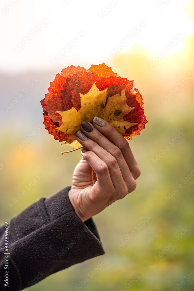 Woman holding colorful Autumn leaves in hand. Shallow depth of field, colorful orange trees, depth a