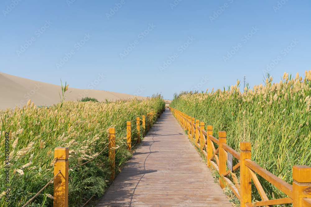 Wooden pathway across green reeds around the desert.