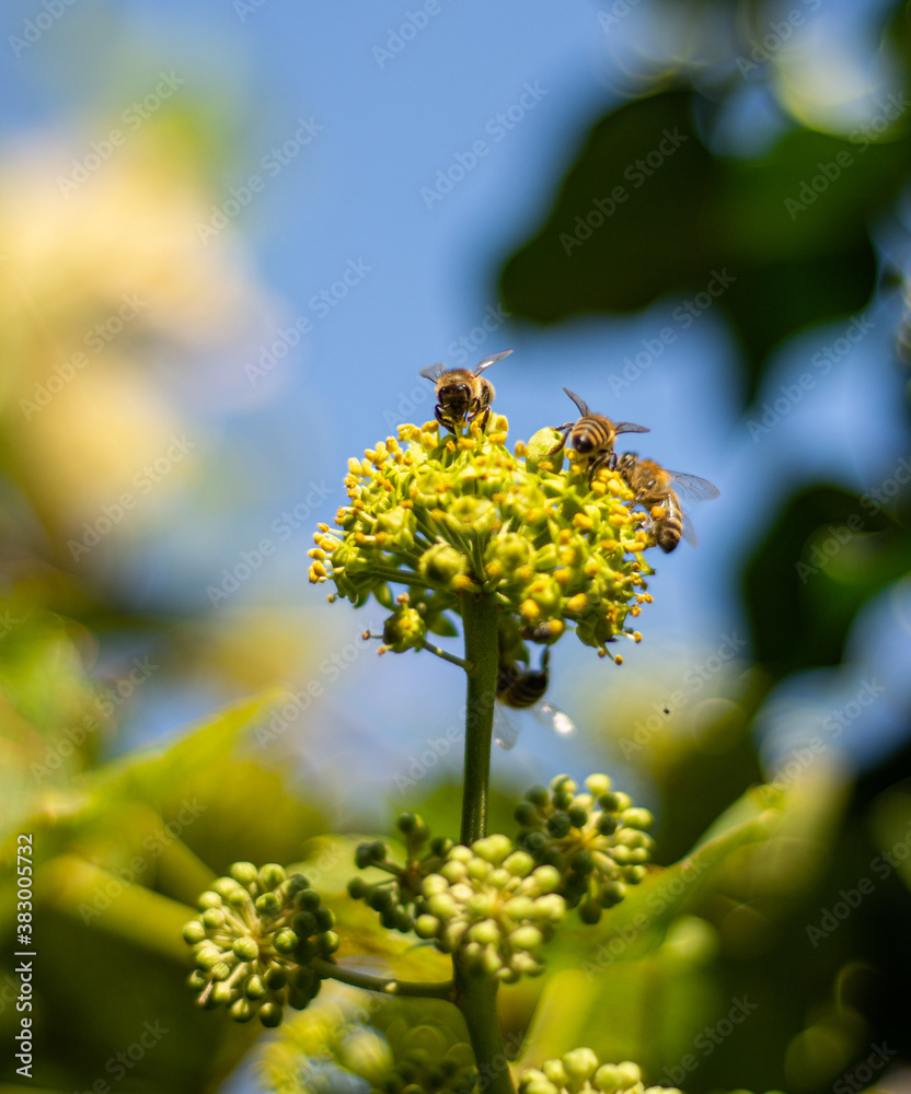 Honey bees collecting nectar on ivy flowers