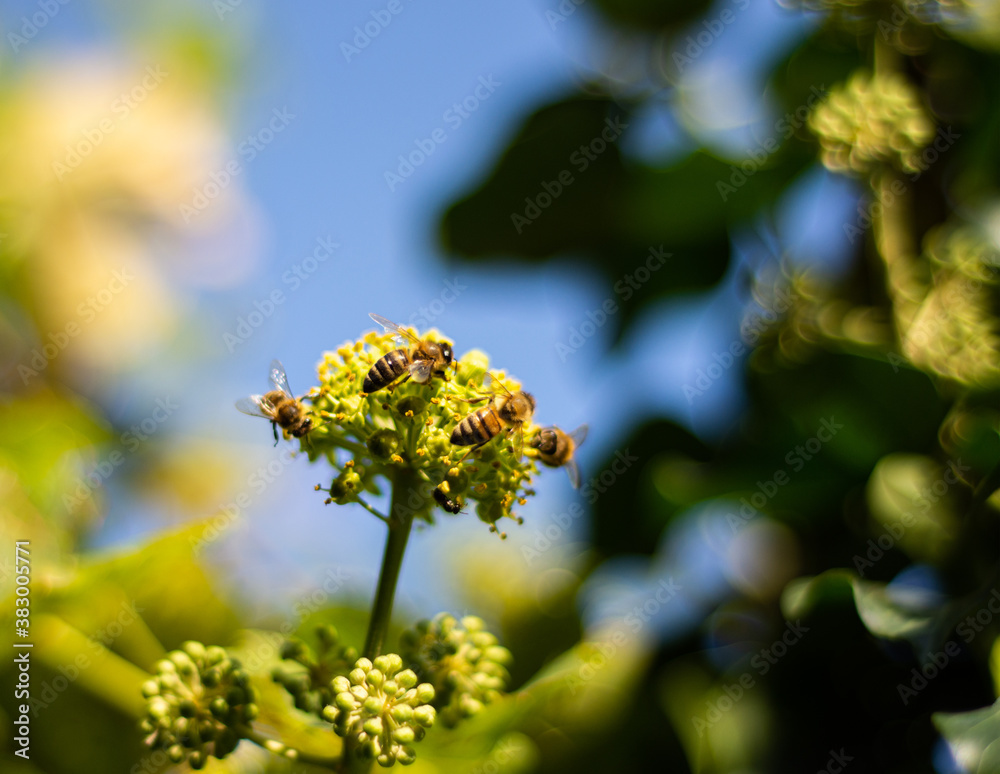 Honey bees collecting nectar on ivy flowers