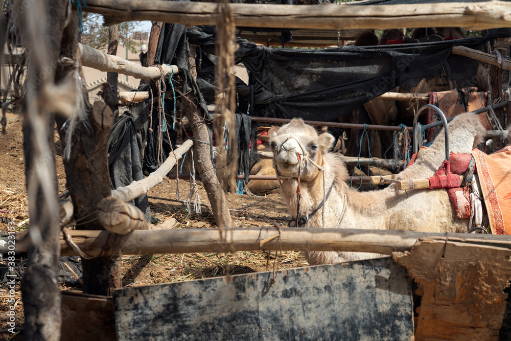 Camels farm, breeding shed in the rural farm.