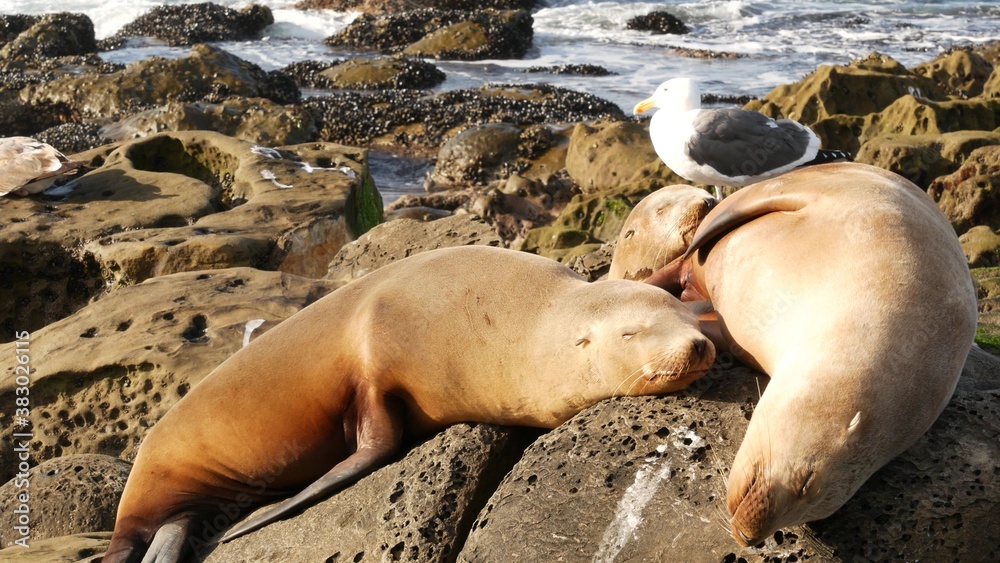 Sea lions on the rock in La Jolla. Wild eared seals resting near pacific ocean on stones. Funny lazy