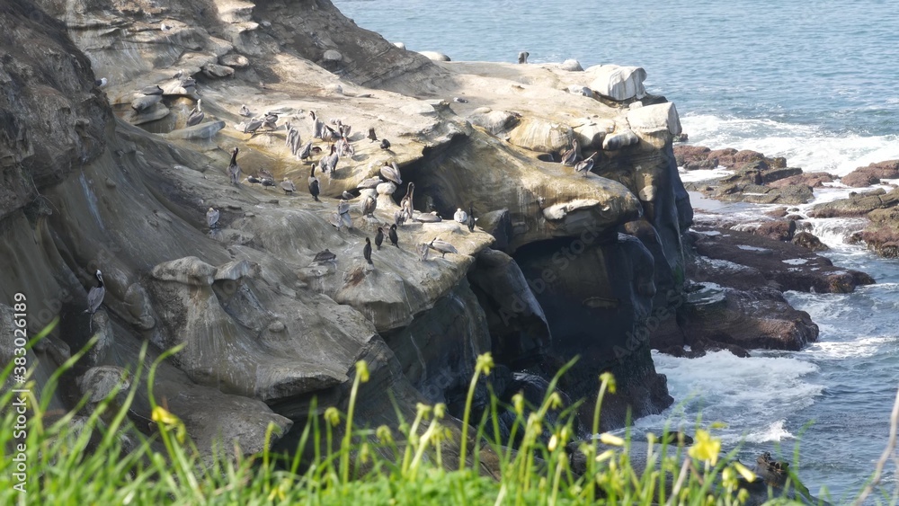 Brown pelicans with throat pouch and double-crested cormorants after fishing, rock in La Jolla Cove.