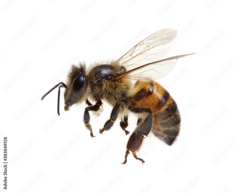 Flying Bee isolated on white