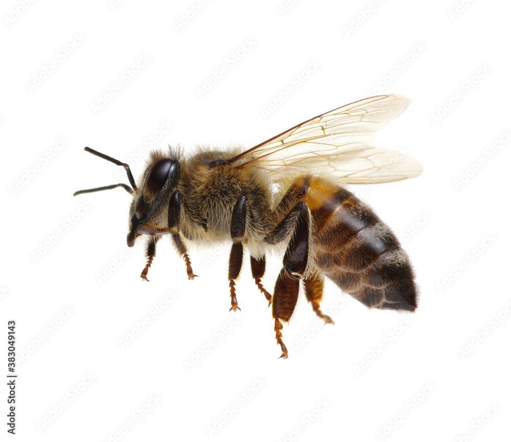 Honey bee isolated on white