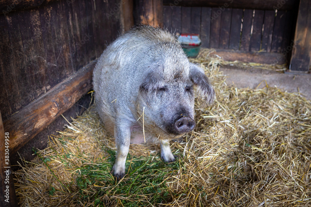 Vietnamese pig in a yard with hay