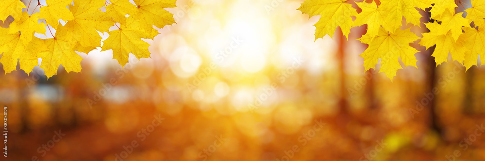  Autumn leaves on the sun and trees