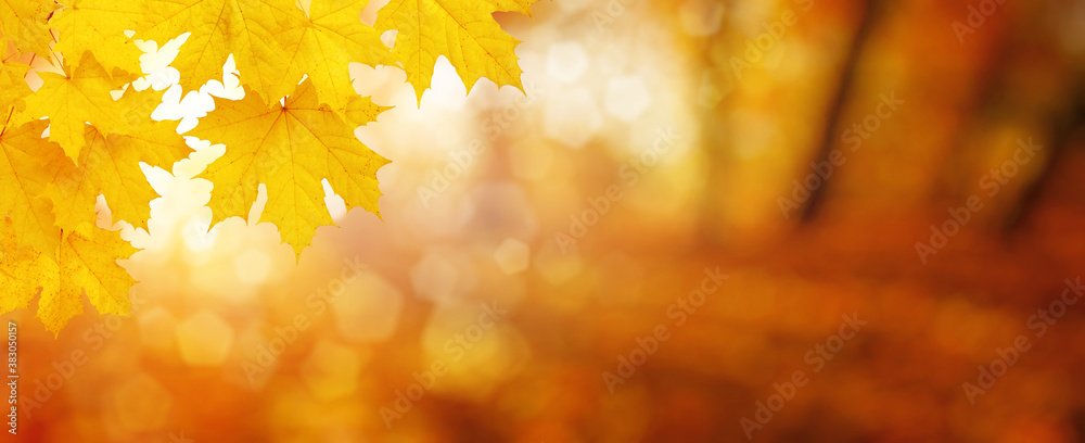  Fall blurred background.