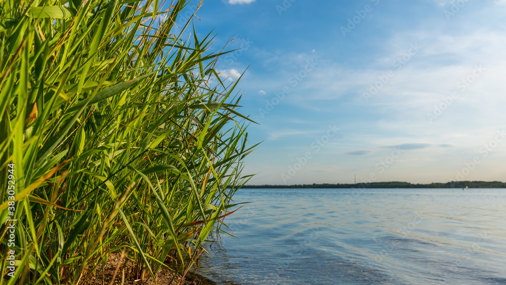 Reeds on the lake