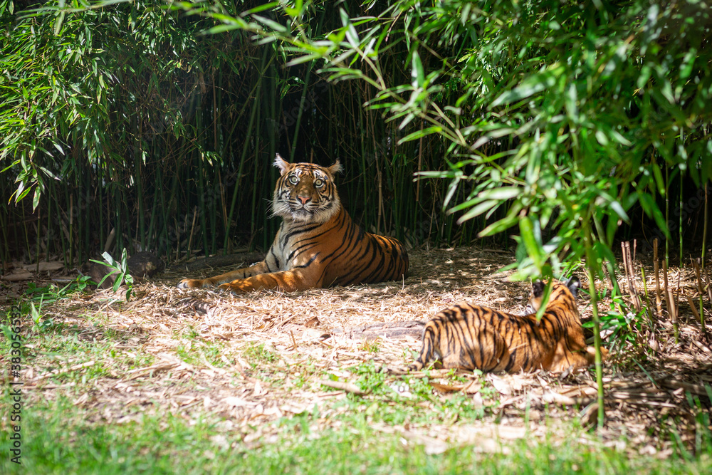 A tigress with a young tiger lying in the bushes