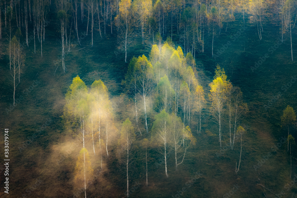 beautiful early autumn nature background foggy trees in the mountains