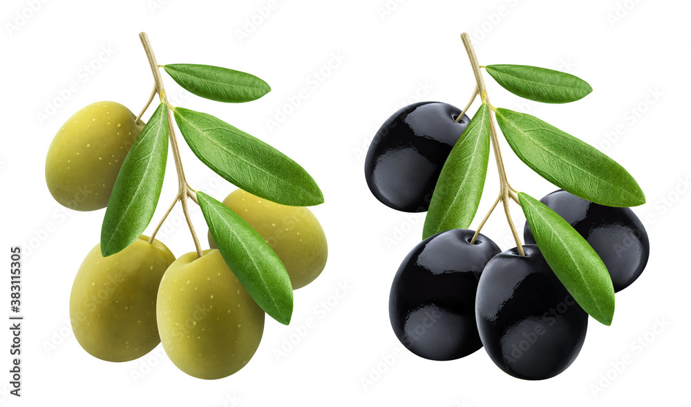 Olive tree branch with green and black olives