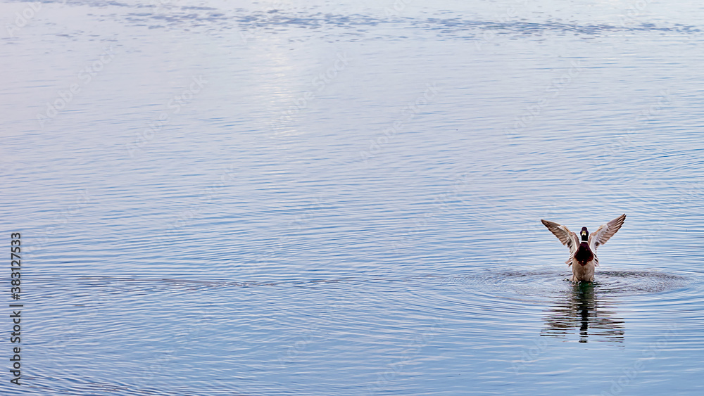 duck on water background place for text