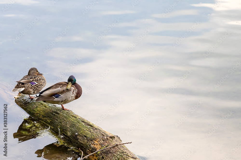 duck on water background place for text