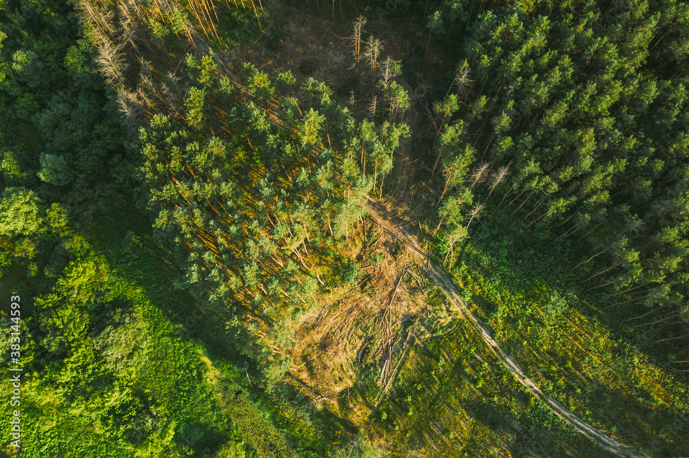 Aerial View Green Forest Deforestation Area Landscape. Top View Of Fallen Pine Woods Trunks And Grow