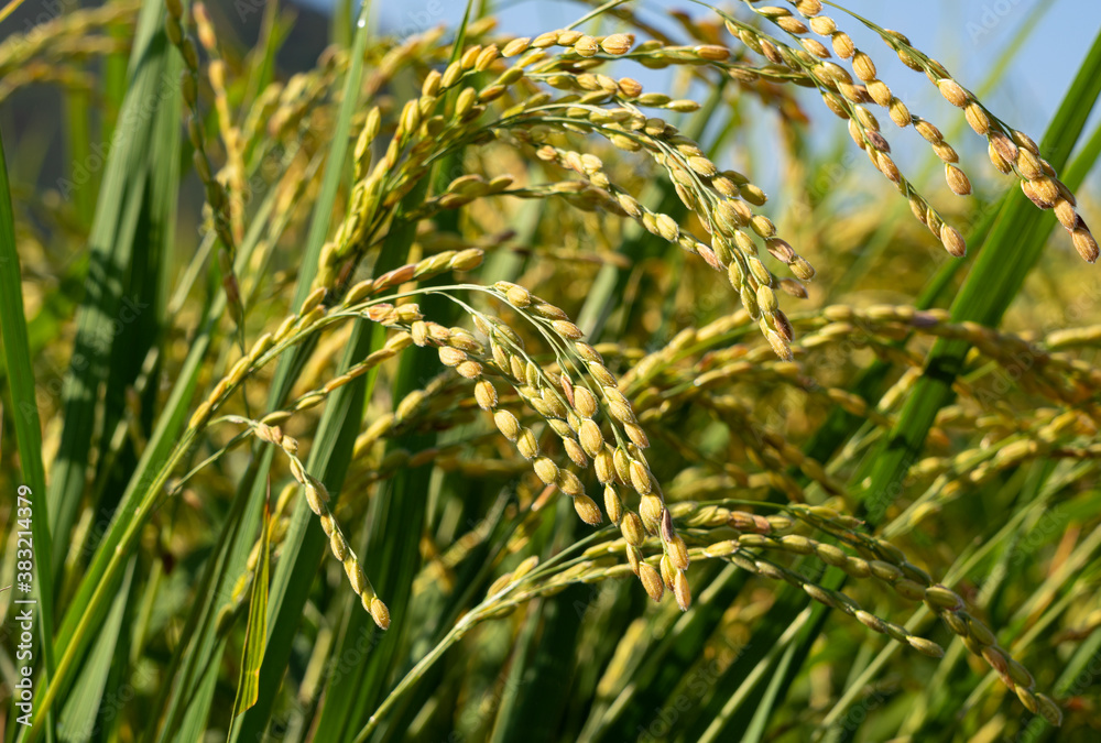 Ears of rice and blue sky