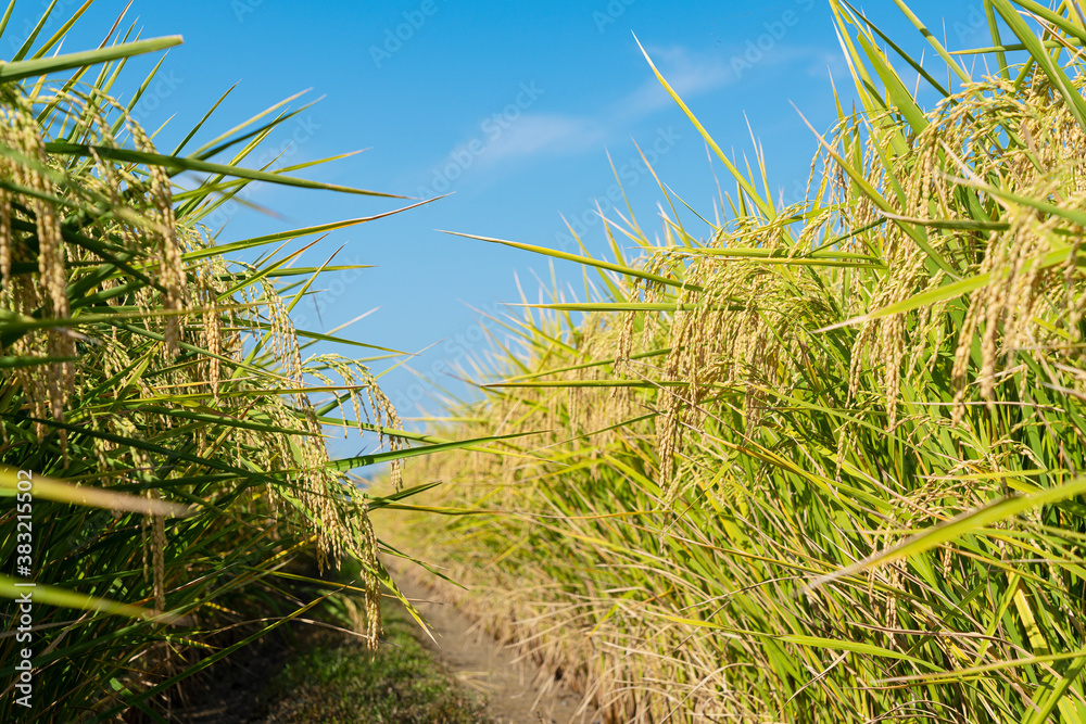 Ears of rice and blue sky