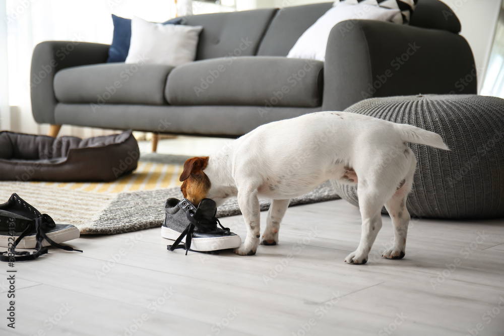 Funny naughty dog playing with shoes at home