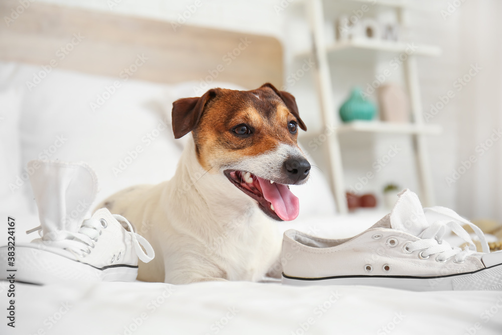 Funny naughty dog playing with shoes at home