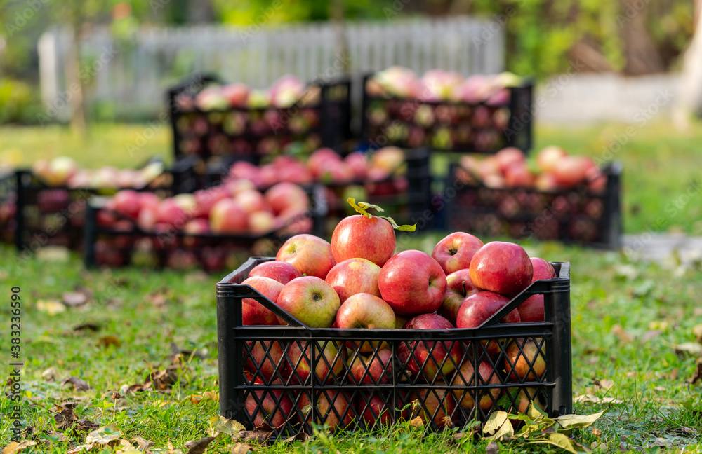 Juicy red apples freshly picked from garden. Boxes with apples on grass. Close up.