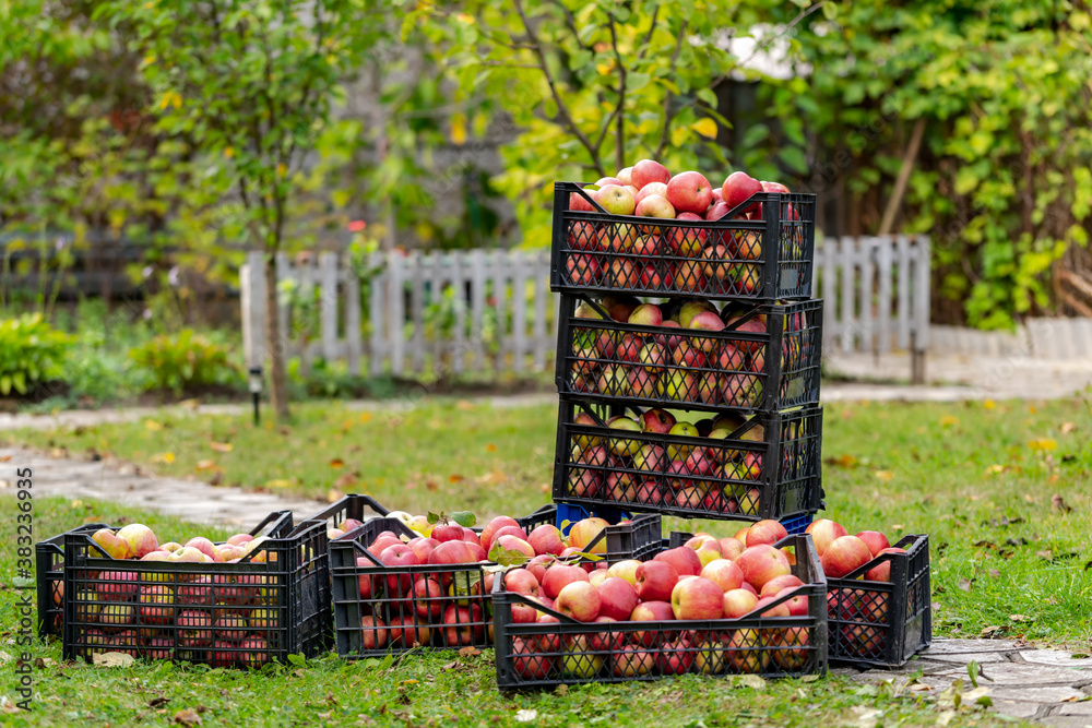 Organic ripe red apples in wooden box. Fall harvest cornucopia in autumn season. Fresh fruit on the 