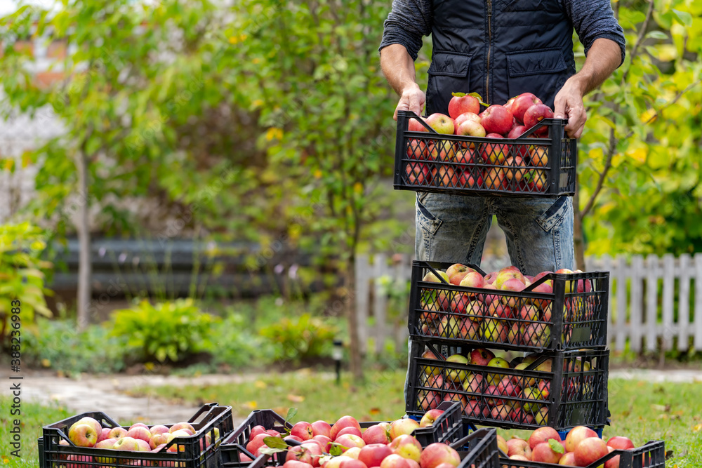 Ripe juicy red apples lie in a wooden box in the garden. Summer sunny day in the fruit garden. Man p