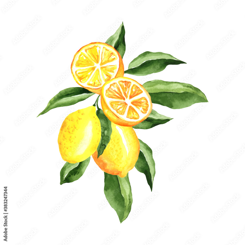 Lemons Watercolor Composition, arrangement design isolated on white. For menu design, cocktail party