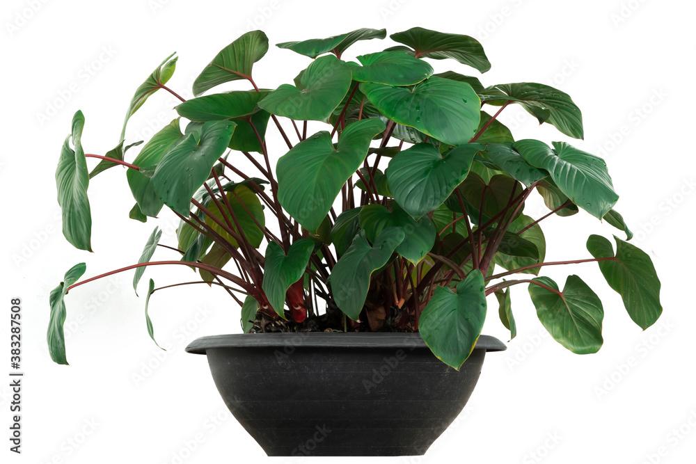 dark green leaf of Homalomena rubescens in pot on white