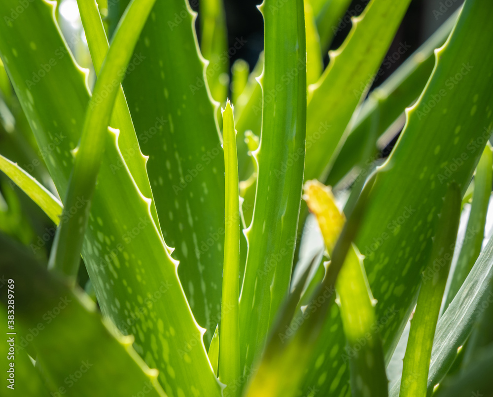 close up of green Aloe vera herbal plants, tropical plant