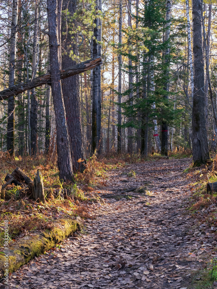 A autumn forest in the Siberian State Reserve near Krasnoyarsk.