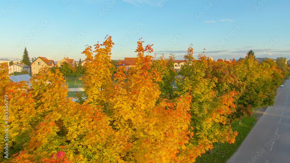 DRONE: Flying close to colorful treetops of avenue next to busy football pitch.