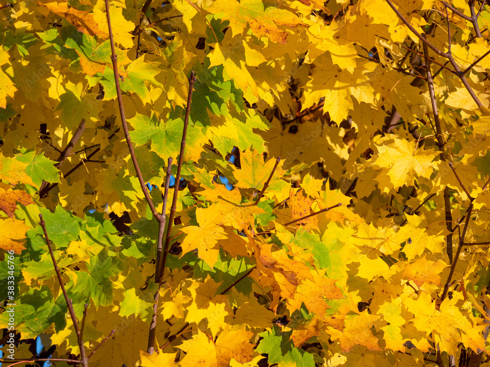 CLOSE UP: Detailed shot of a stunning deciduous tree canopy changing colors.