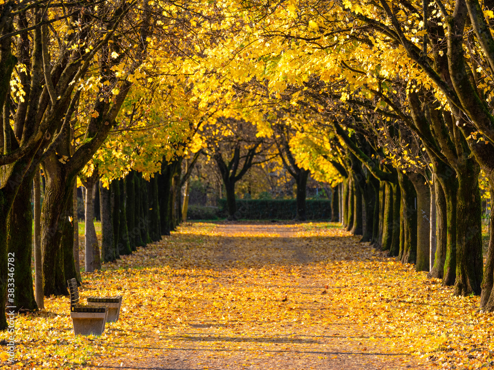 Empty avenue is full of autumn colored leaves covering the wide asphalt trail.