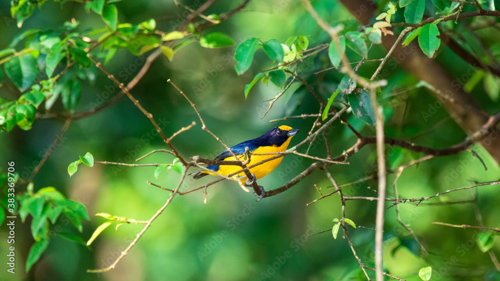 bird in tree