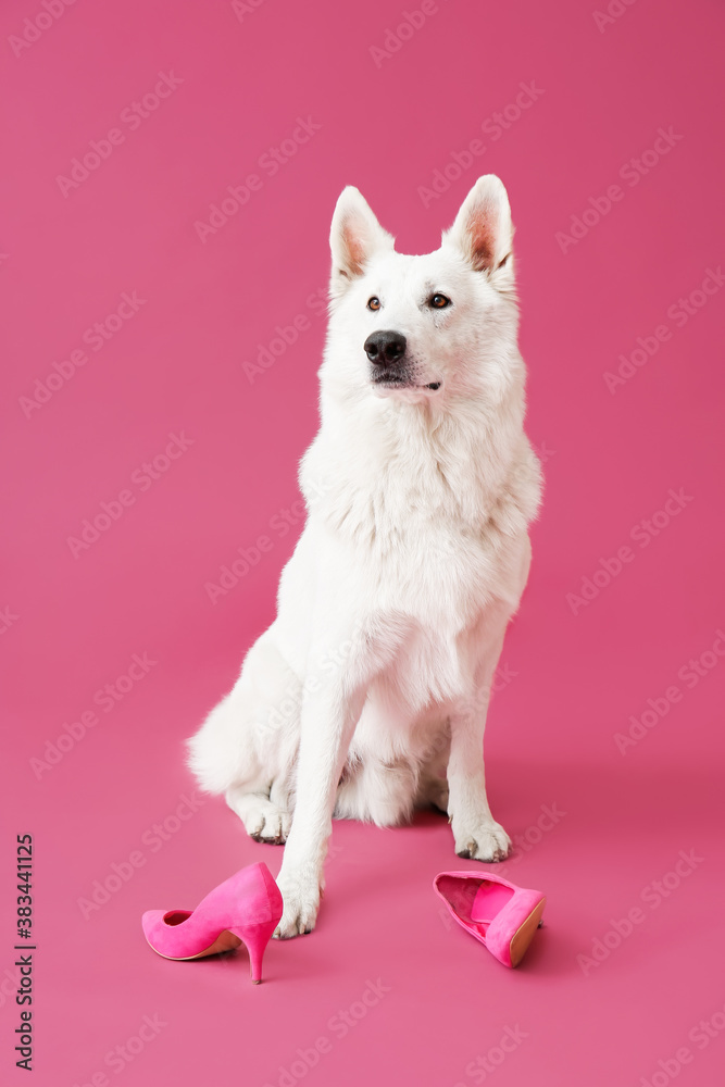 Funny naughty dog with shoes on color background