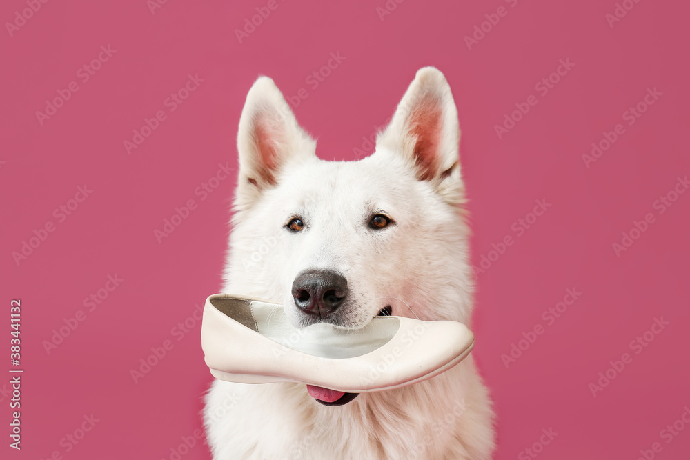 Funny naughty dog with shoe on color background