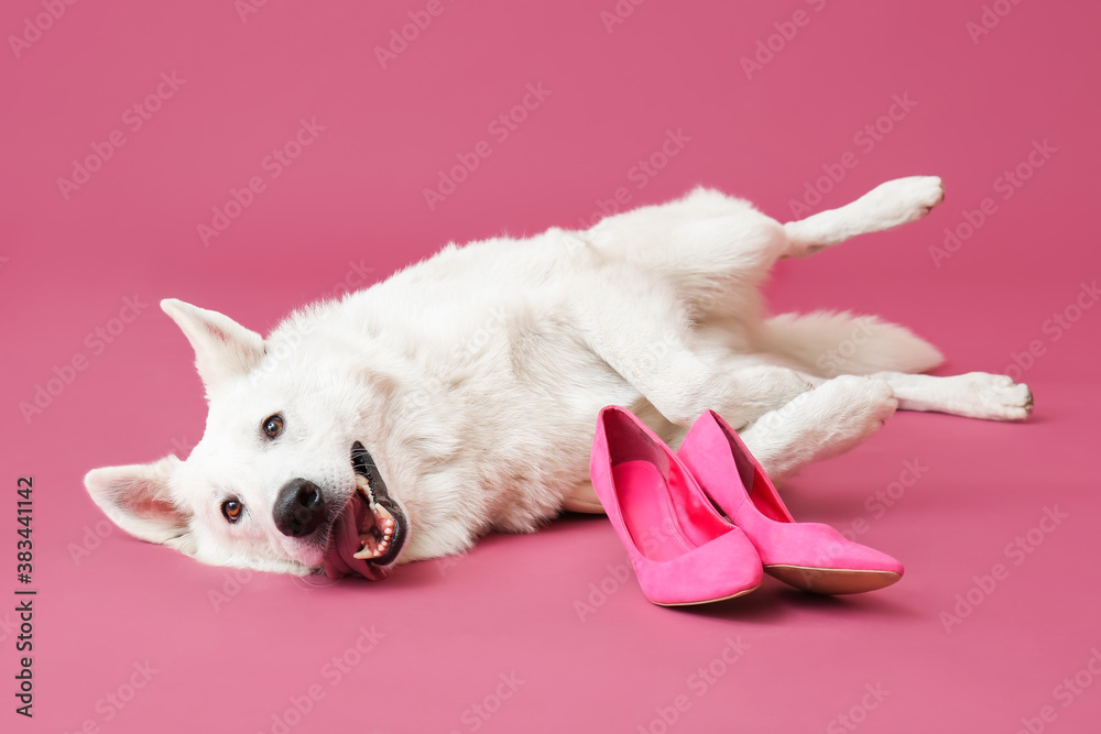 Funny naughty dog playing with shoes on color background