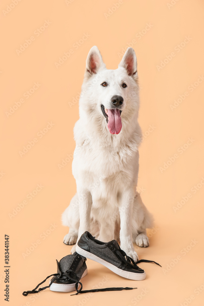 Funny naughty dog with shoes on color background