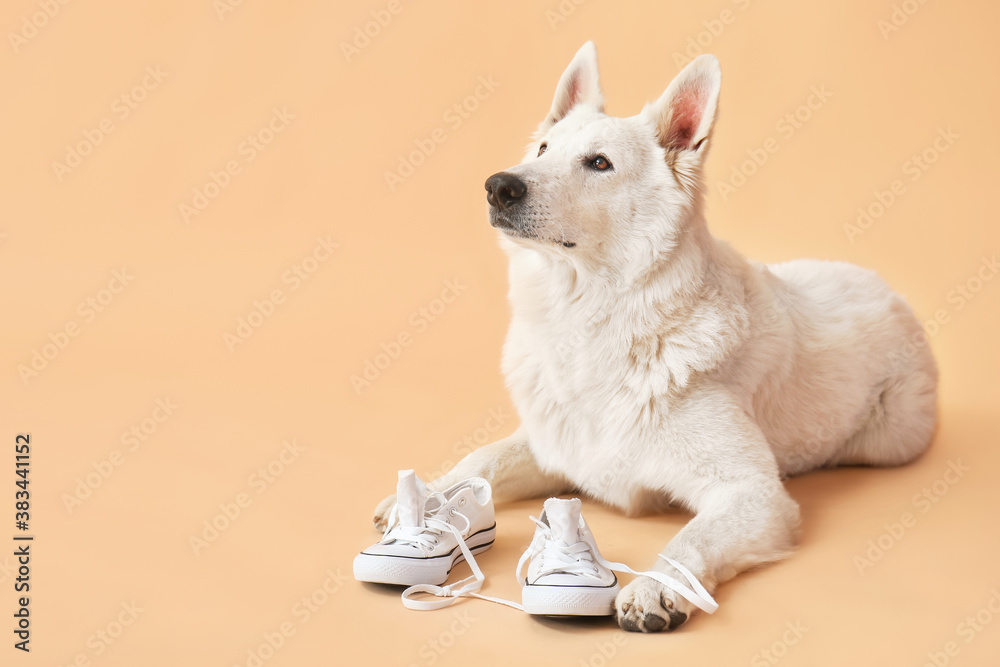 Funny naughty dog with shoes on color background