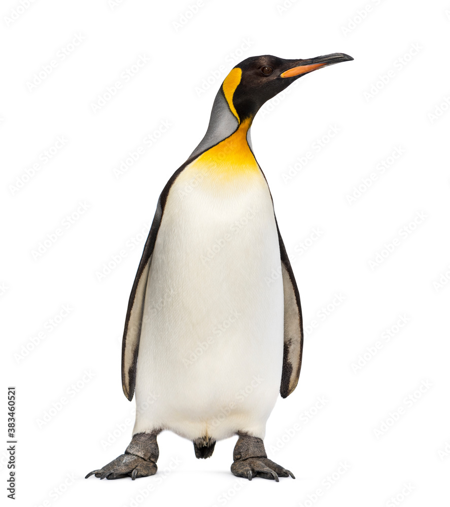 King penguin standing in front of a awhite background